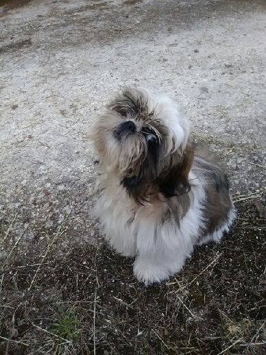 Shih tzu